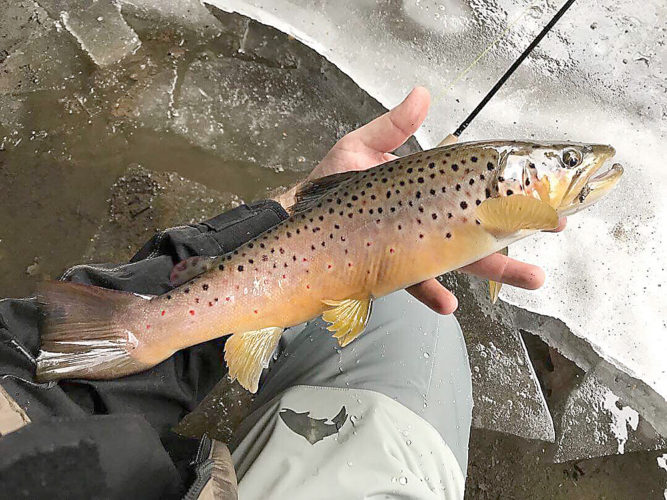 Native, holdover trout can still be fished in winter